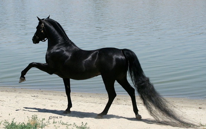 18900860-R3L8T8D-1000-black-Arabian-horse-hd-wallpapers-best-background-images (700x437, 120Kb)