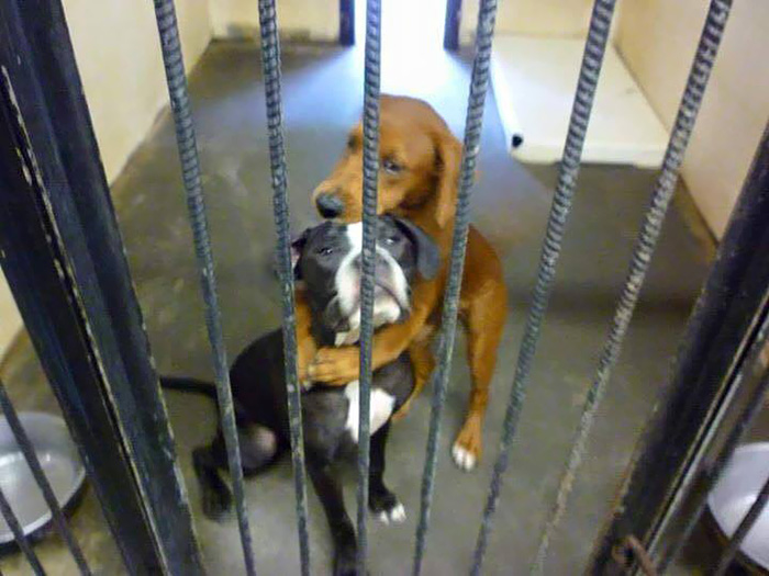 shelter-dogs-hug-photo-viral-save-life-euthanasia-kala-keira-angels-among-us-4 (600x425, 113Kb)