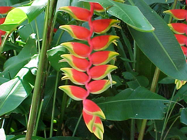 heliconia01 (640x480, 42Kb)