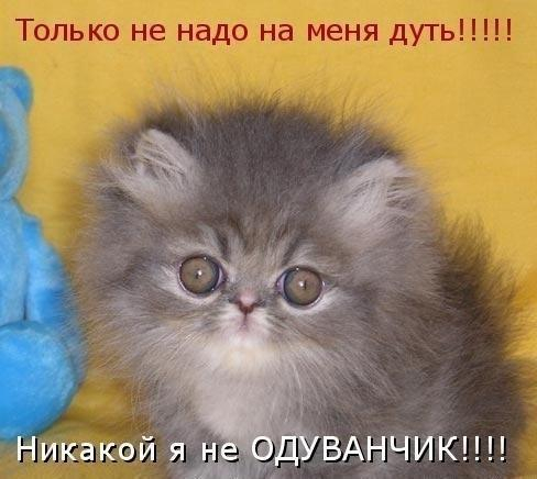 Не надо на меня дуть! (488x436, 148Kb)