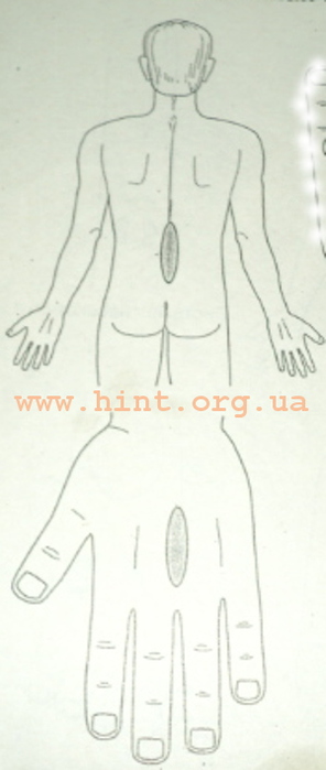 5745884_sy_djok_systavi_1 (296x700, 66Kb)
