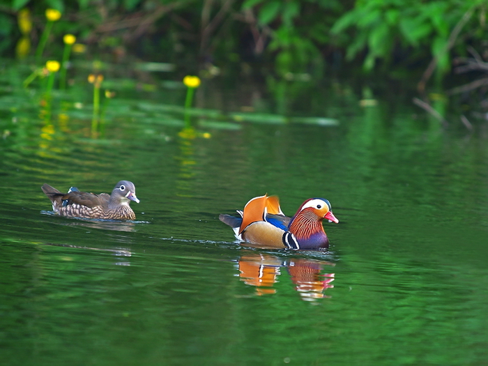 birdingintaiwan.org (700x525, 294Kb)