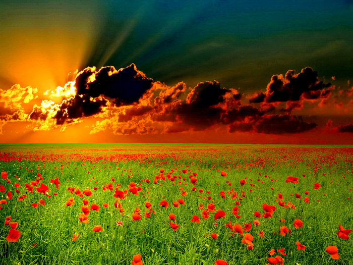 sunset-over-the-poppy-field (700x525, 587Kb)