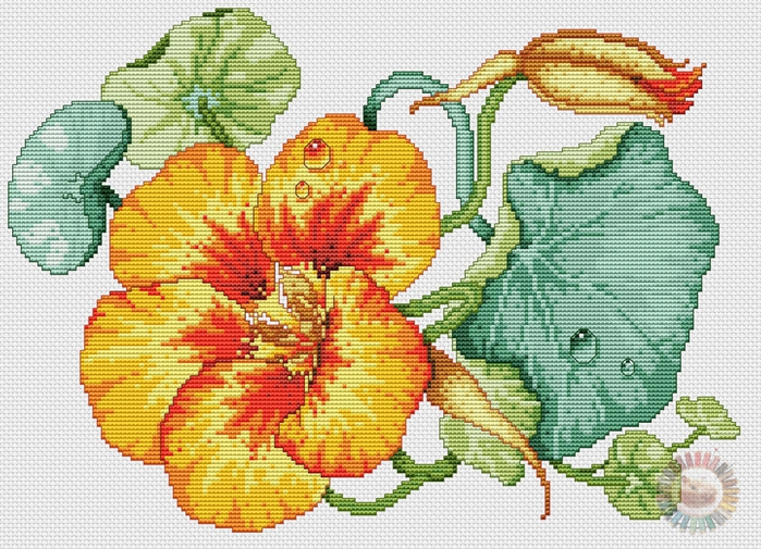 5630023_Country_Nasturtium (700x505, 354Kb)