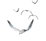    (160x142, 23Kb)