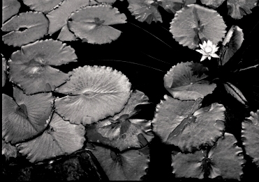 Lotus Pond (371x262, 74Kb)