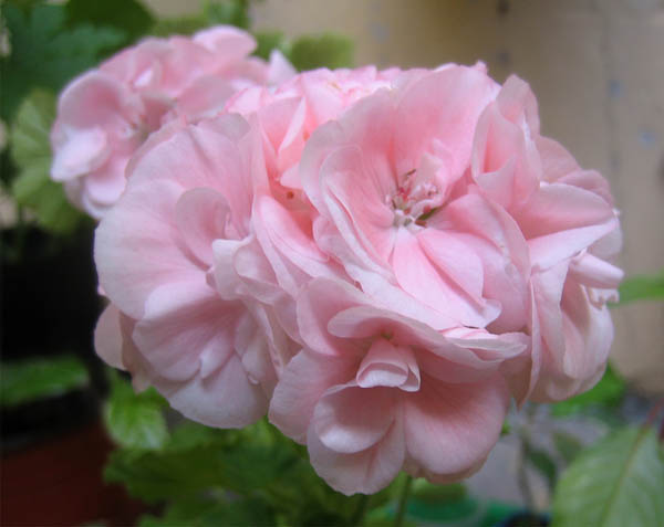 Pelargonium zonale Rose (600x477, 56Kb)