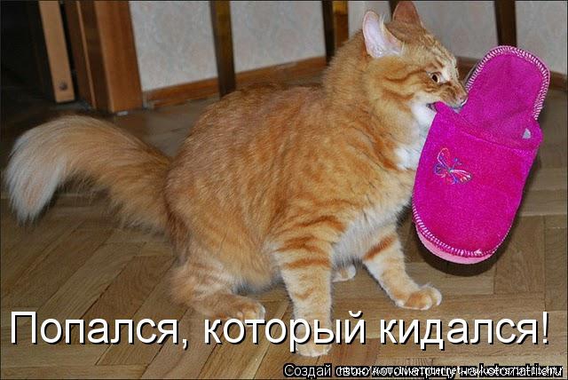 прикольные фото котов 7 (640x428, 149Kb)