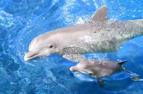 dolphin (500x327, 60Kb)
