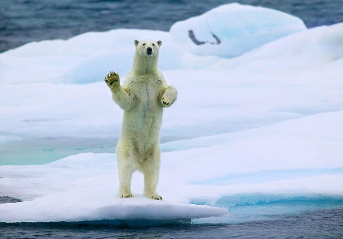 Waving Polar Bear (681x474, 67Kb)