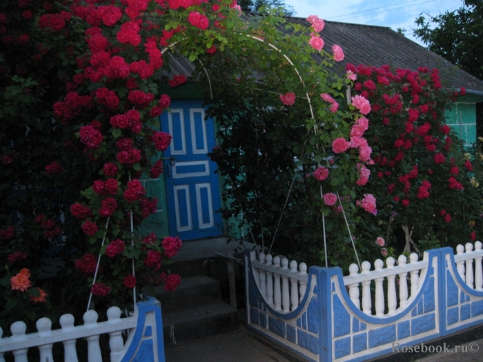забор с розами (700x525, 303Kb)