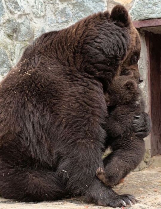 1331755516_bear_04 (539x700, 145Kb)