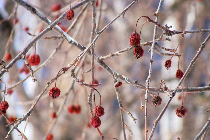 DSC03316 (700x466, 270Kb)