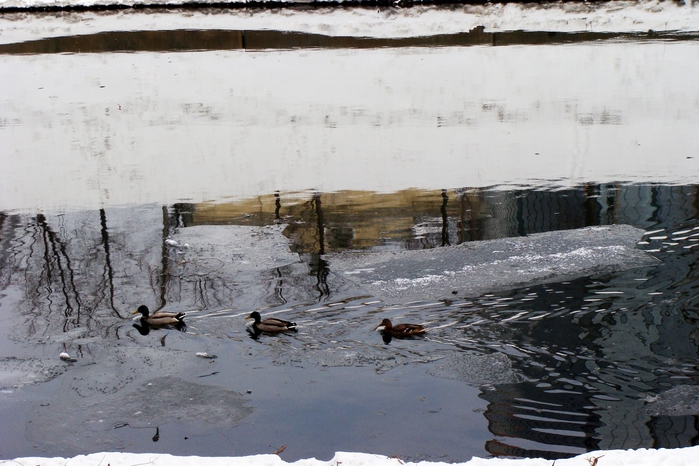 DSC03358 (700x466, 264Kb)