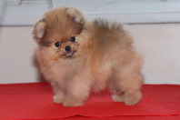 4761151_pomeranians_puppies_bugsy_6 (198x132, 19Kb)