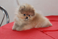 4761151_pomeranians_puppies_bugsy_23 (198x132, 20Kb)