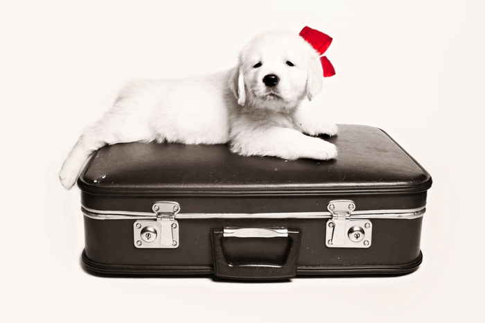 Собака на чемодане