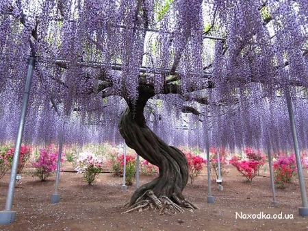 1332154971_kawachi_fuji_garden (450x337, 195Kb)