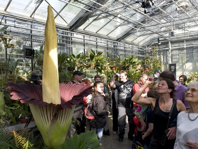 3869930_Amorphophallus_titanum_3 (640x480, 169Kb)