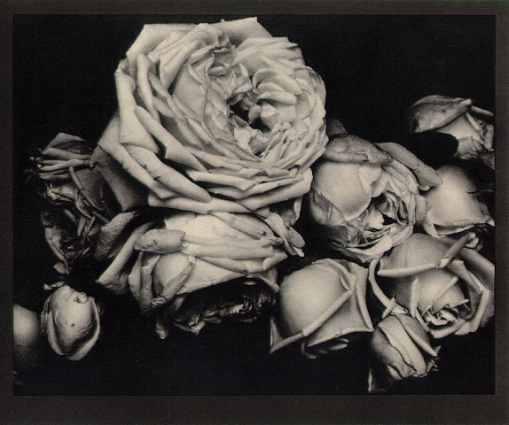 steichen-heavy-roses-1914 (574x480, 66Kb)