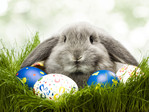  Holidays_Easter_Rabbit_and_eggs_029465_ (700x525, 120Kb)