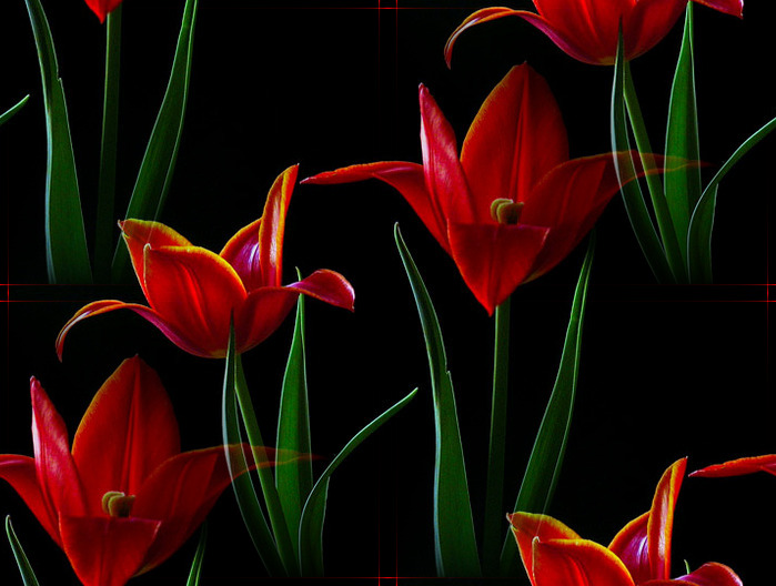 62582052_58052531_46953005_1249025403_ULTRA_RED_TULIPS_by_THOM_B_FOTO (699x528, 97Kb)