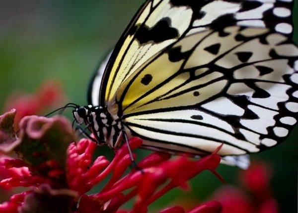 butterflies-pictures06 (600x428, 39Kb)