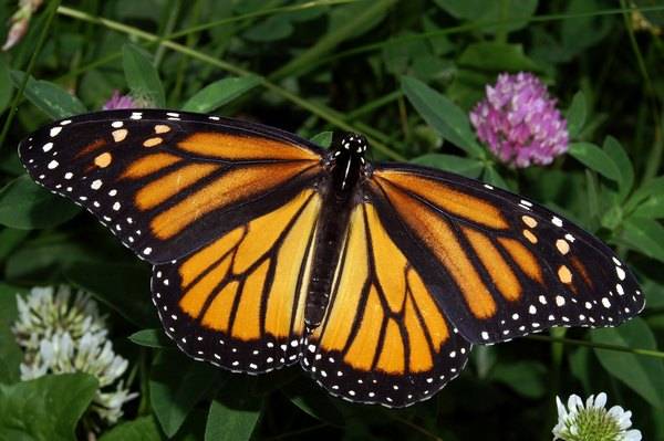 butterflies-pictures08 (600x399, 53Kb)