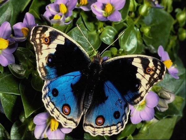 butterflies-pictures10 (600x450, 53Kb)