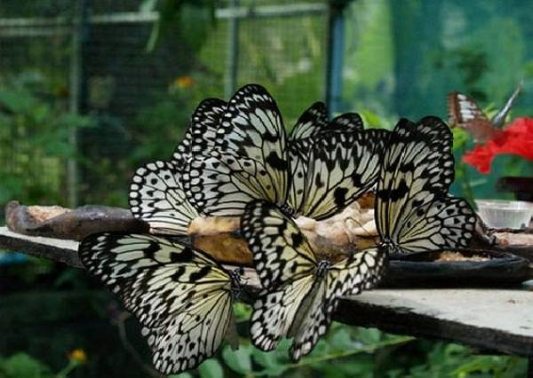 butterflies-pictures23 (600x426, 44Kb)