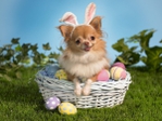  Bunny-Wishes-Happy-Easter-Wallpaper (700x525, 267Kb)