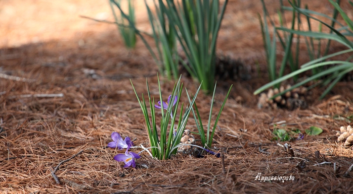 1109989_1IMG_3062 (700x385, 236Kb)