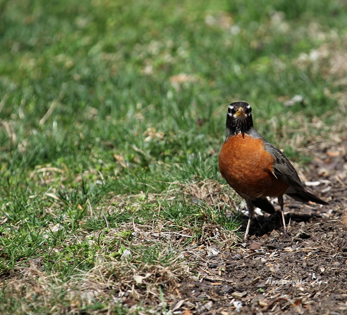 1109989_1IMG_2936 (700x636, 392Kb)