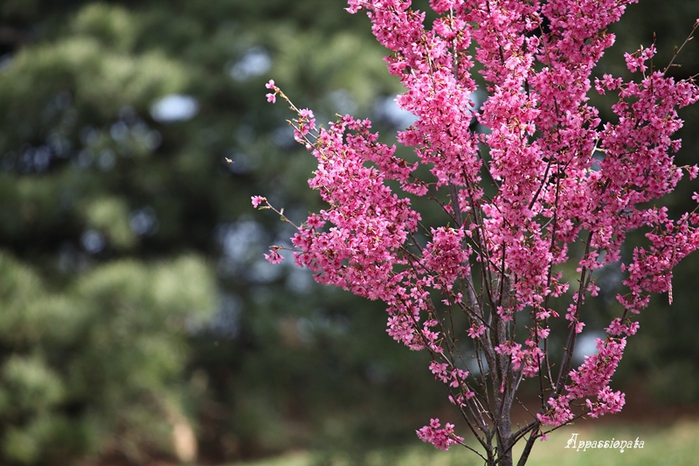 1109989_1IMG_2961 (700x466, 278Kb)