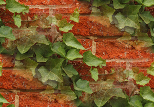 2326900_English_Ivy_Hedera_helix_Red_Brick_Wall_2892px (300x208, 74Kb)
