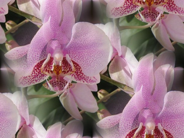 2326900_orchid_29 (600x450, 69Kb)