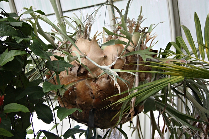 1109989_1IMG_2704 (700x466, 307Kb)