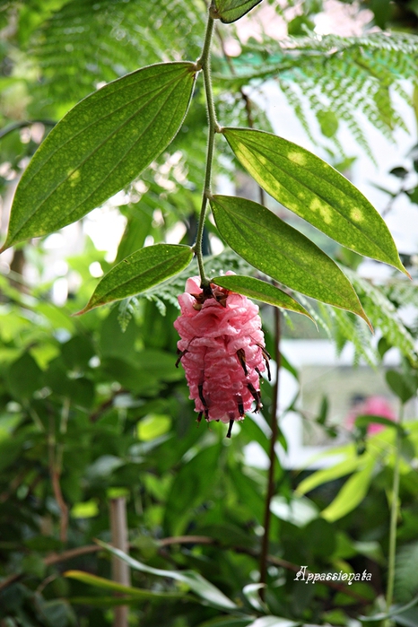 1109989_1IMG_2784 (466x700, 271Kb)