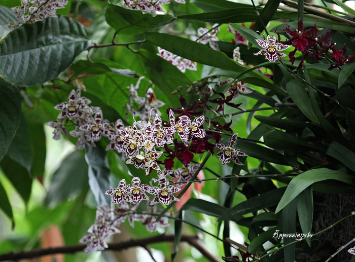 1109989_1IMG_2983 (700x517, 305Kb)