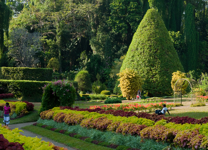 В каком городе есть ботанический сад. Канди - Королевский Ботанический сад Перадения. Королевский Ботанический сад на Шри Ланке. Ботанический парк Шанхай. Королевский Ботанический сад (Перадения) фикус.