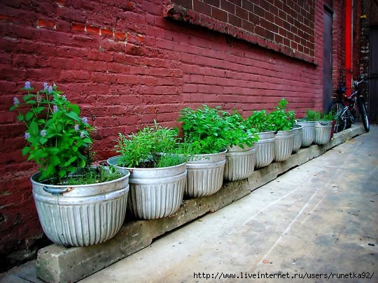 167-herb-garden-in-raised-metal-buckets_rect540 (540x405, 169Kb)