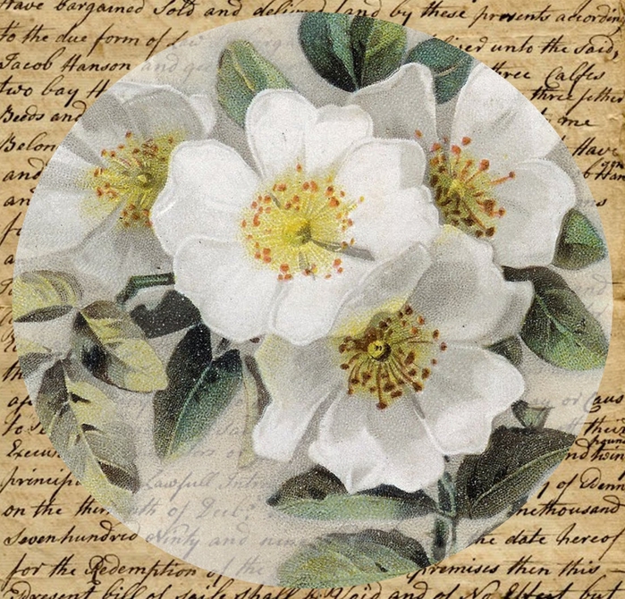 letter livestock & white roses tag (700x670, 429Kb)