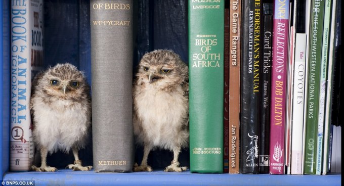 Jimmy Robinson - orphan baby owls 03-thumb-680x368-205791 (680x368, 70Kb)