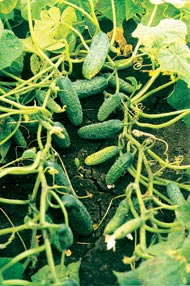 cukes11 (190x286, 24Kb)