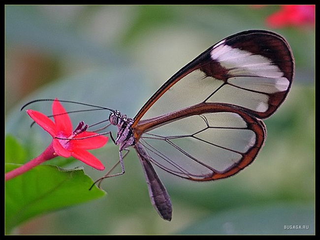 0a129672a7e9970027d236607f2392df (650x488, 105Kb)