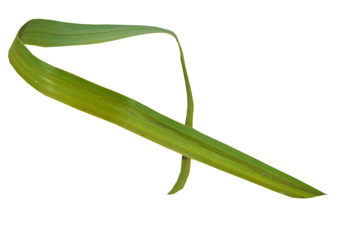 Long leaves. Long Leaf. Leafy Longhorn PNG.