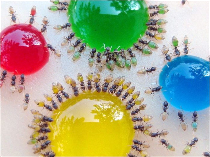 4494524_85265044_3011_4 (700x524, 77Kb)