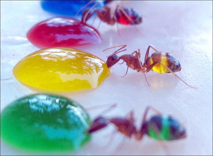 4494524_85265043_3011_3 (700x515, 58Kb)