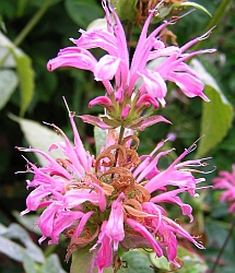 Monarda-fistulosa_fl (215x250, 61Kb)