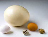 eggs (200x155, 28Kb)